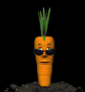 cool_carrot_md_blk